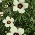 Hibiscus cannabinus fleur